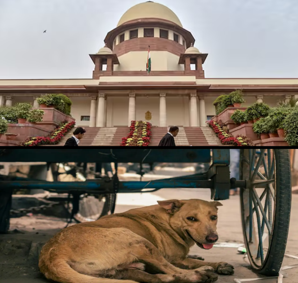 SCI on stray dogs
