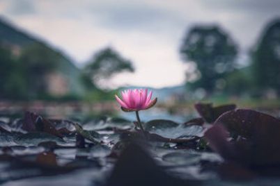 170984484-lotus-flower-floating-on-the-pond-e1752574334706.jpg