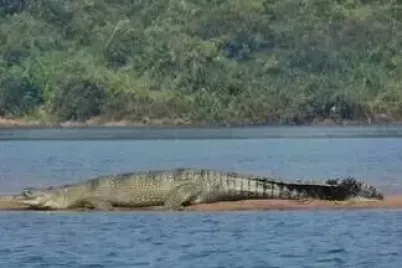 500x300_359731-crocodile-e1750142888143.webp