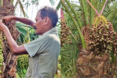 Ajwa-Dates-in-Tamluk.jpg