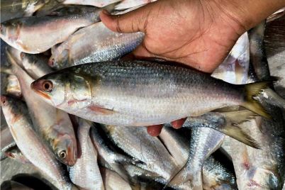 Fresh-River-Catch-Hilsa-Fish.jpg