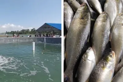 Hilsa-Fish-1.webp