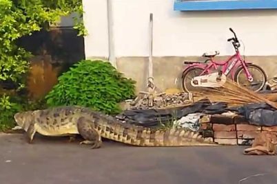 Kalna-Croco.jpg