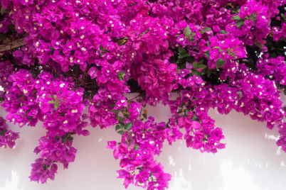 Untitled-design1551.png