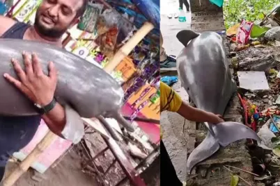 Viral-Video-of-Ganges-River-Dolphin.jpg.webp