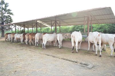 about-goshala.jpg