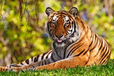 bengal_tigerk.jpg