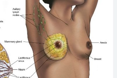 breast.jpg