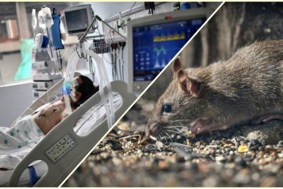 breathless-and-drowning-lungs-how-hantavirus-attacks-the-body-062033675-16x9_0.jpeg