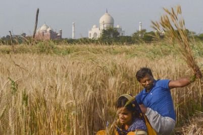 deccanherald_import_sites_dh_files_article_images_2020_04_13_wheat-harvesting-pti-1586772300-e1750327040727.jpg