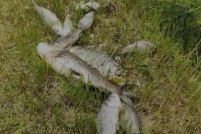 fish4-1.png