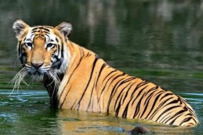 highest-tiger-1024x538-1-e1753373385558.jpg
