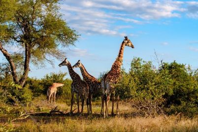 highlights-of-south-africa-with-kruger-national-park-45.jpg