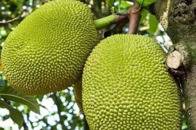nurserylive-jack-fruit-kathal-artocarpus-heterophyllus-grown-through-seeds-plant_512x512.jpg