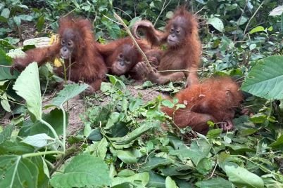 orangutan-1.jpg