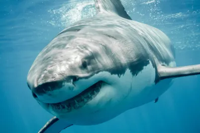 shark3.webp