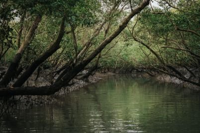 sundarban-scaled.jpg