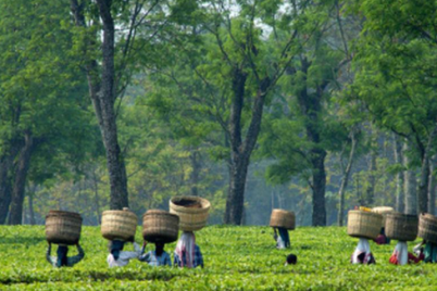 tea-garden.png