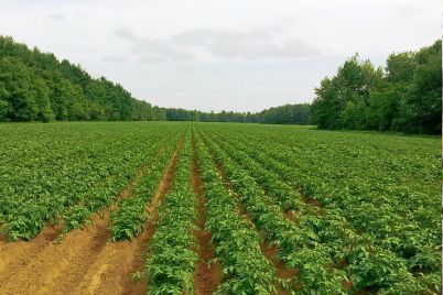 vqa9x5tmc0umdv34r34xm43t20rs_1466490553_potato-218865_960_720.jpg